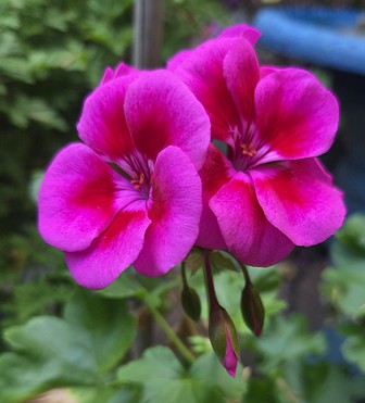 Caliope hot pink geranium